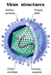 Virus structures